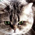 efficace depurazione dell'aria contro gli allergeni degli animali